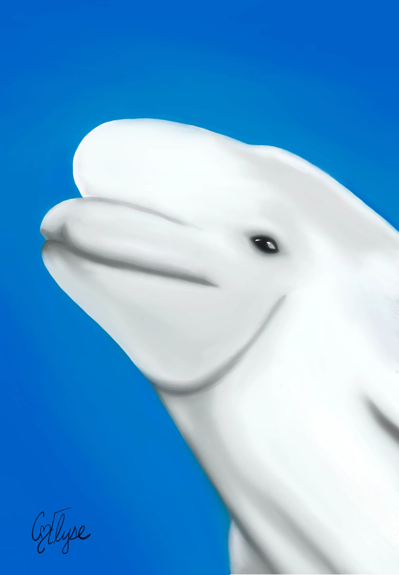 A white beluga whale's head emerging from the left against a deep blue background.