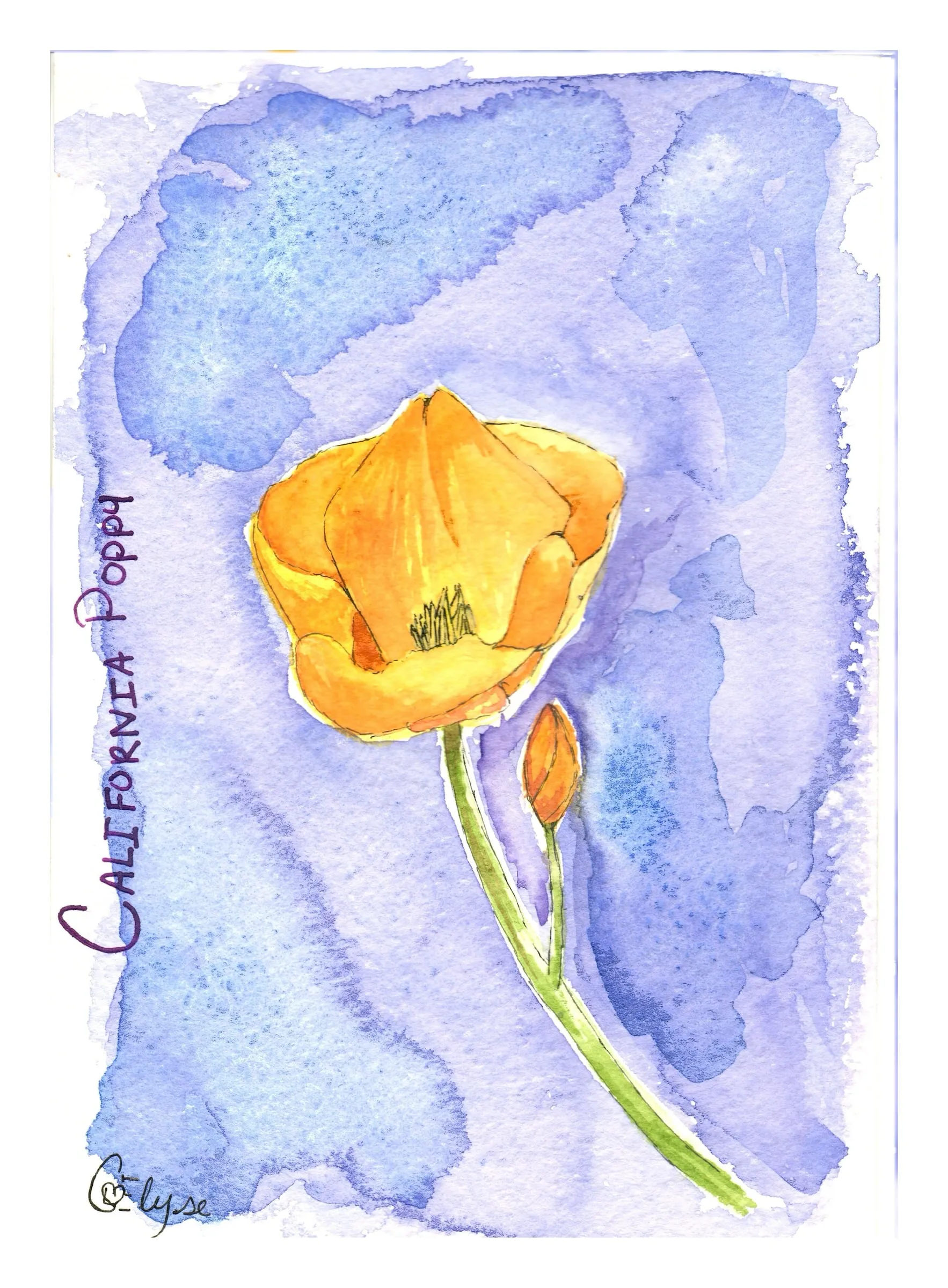 A golden-orange California poppy and bud on a slender stem over a loose lavender wash, titled by hand.
