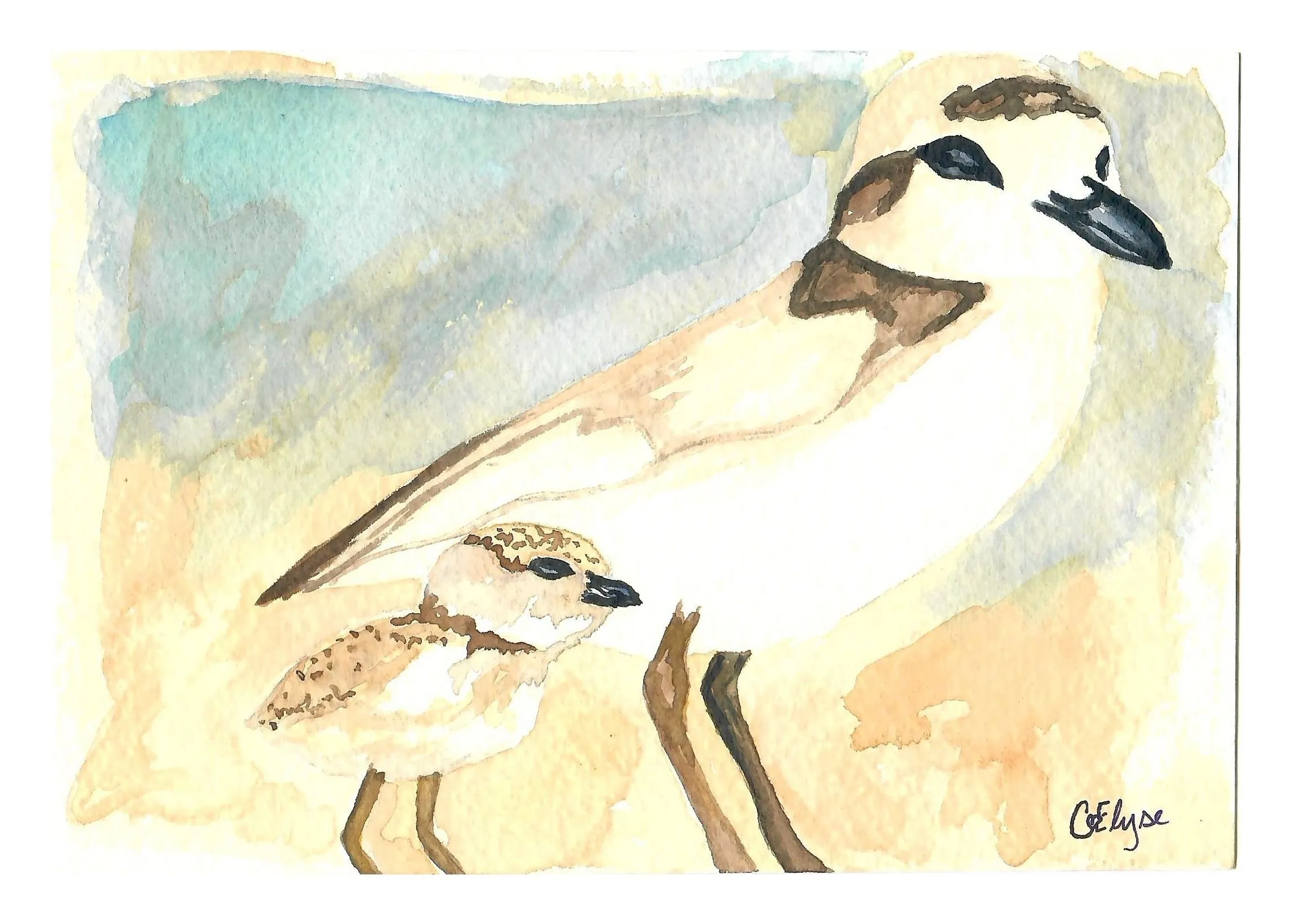 A small white shorebird with dark markings standing beside a speckled chick on sandy ground.